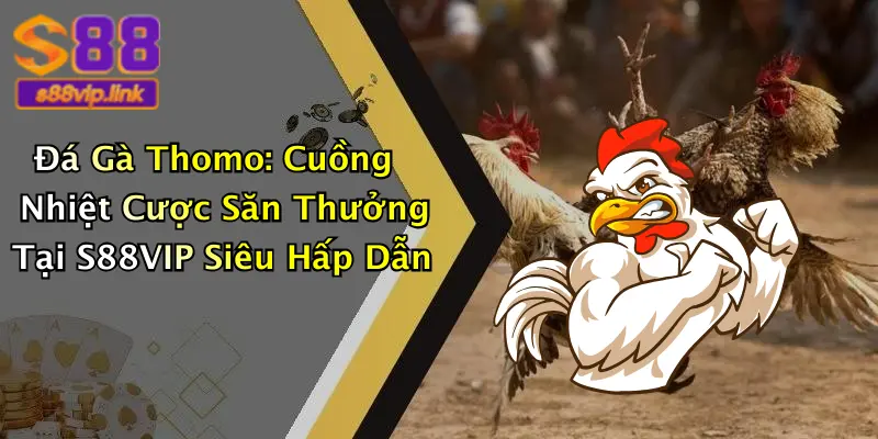 Đá Gà Thomo: Cuồng Nhiệt Cược Săn Thưởng Tại S88VIP Siêu Hấp Dẫn
