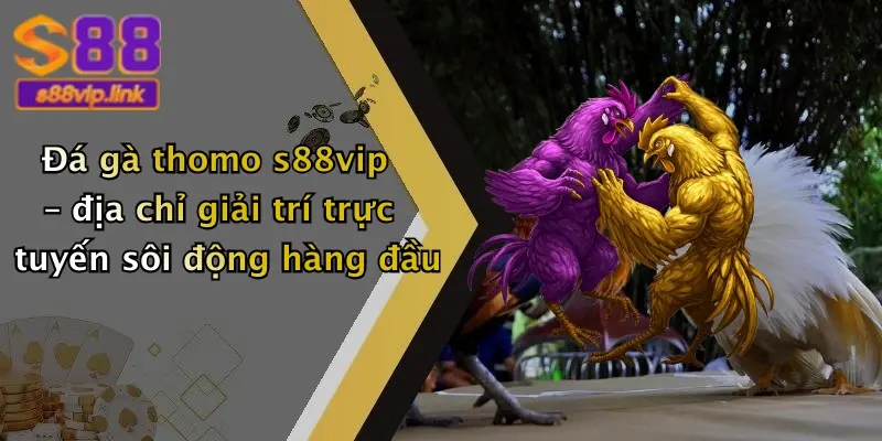 Đá gà thomo s88vip – địa chỉ giải trí trực tuyến sôi động hàng đầu