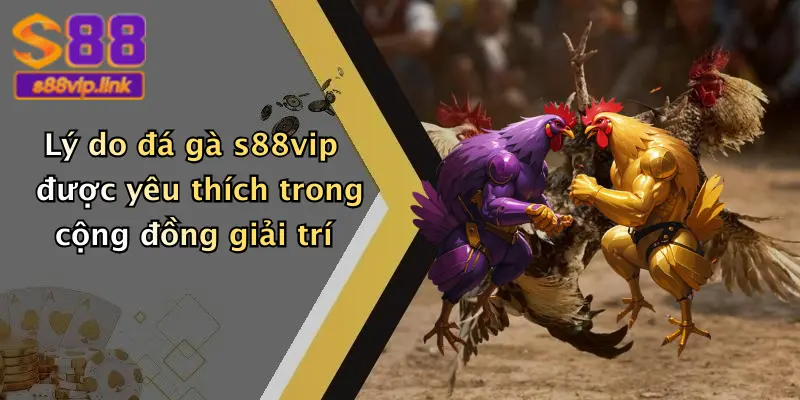 Lý do đá gà s88vip được yêu thích trong cộng đồng giải trí
