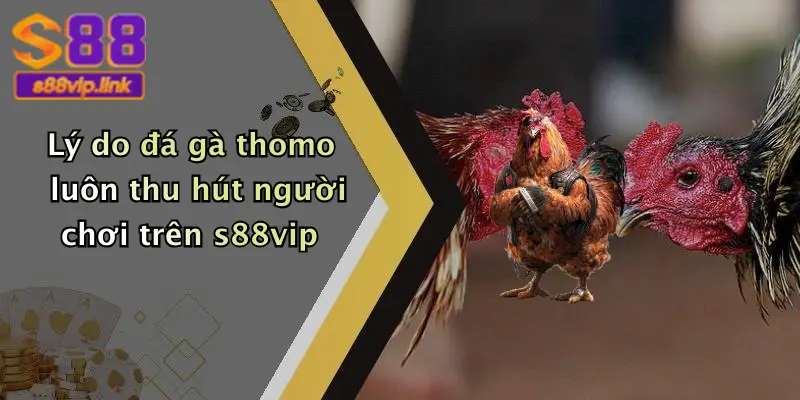 Lý do đá gà thomo luôn thu hút người chơi trên s88vip